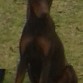  jack con  9 meses y creciendo cada dia mas